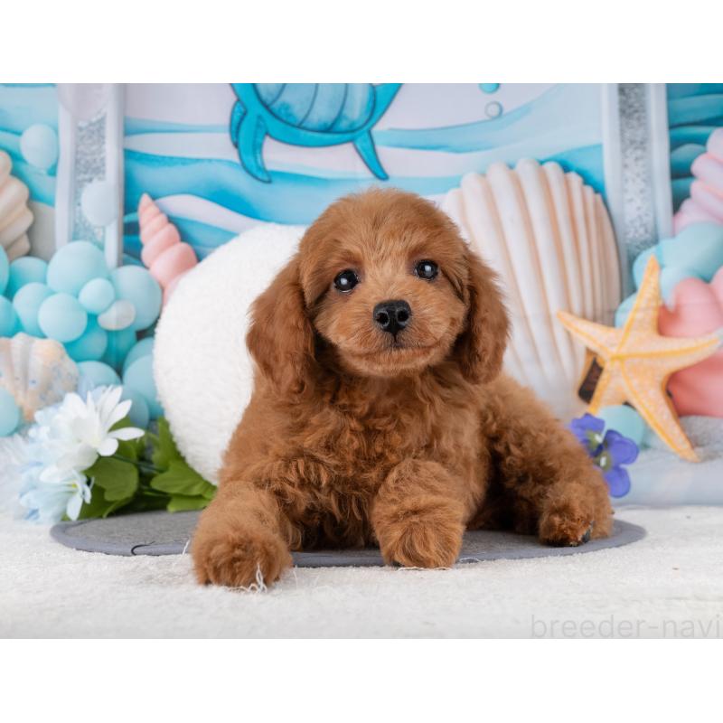 販売中の岐阜県のトイプードル-456015の7枚目