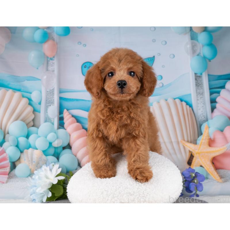 販売中の岐阜県のトイプードル-456015の6枚目