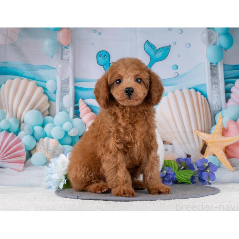 販売中の岐阜県のトイプードル-456015の5枚目