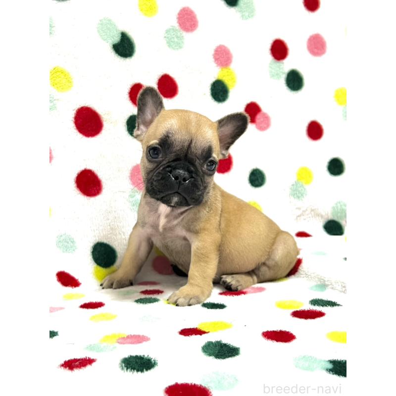 販売中の香川県のフレンチブルドッグ-456014の4枚目