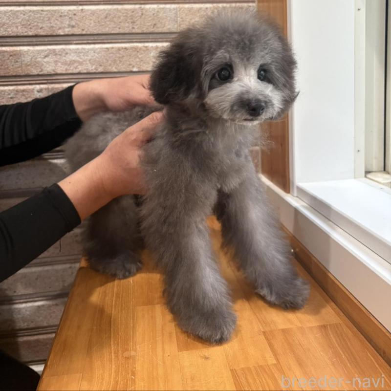 販売中の山形県のティーカッププードル-456017の5枚目