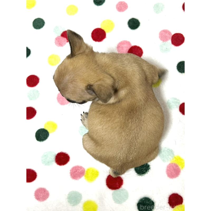 販売中の香川県のフレンチブルドッグ-456014の2枚目