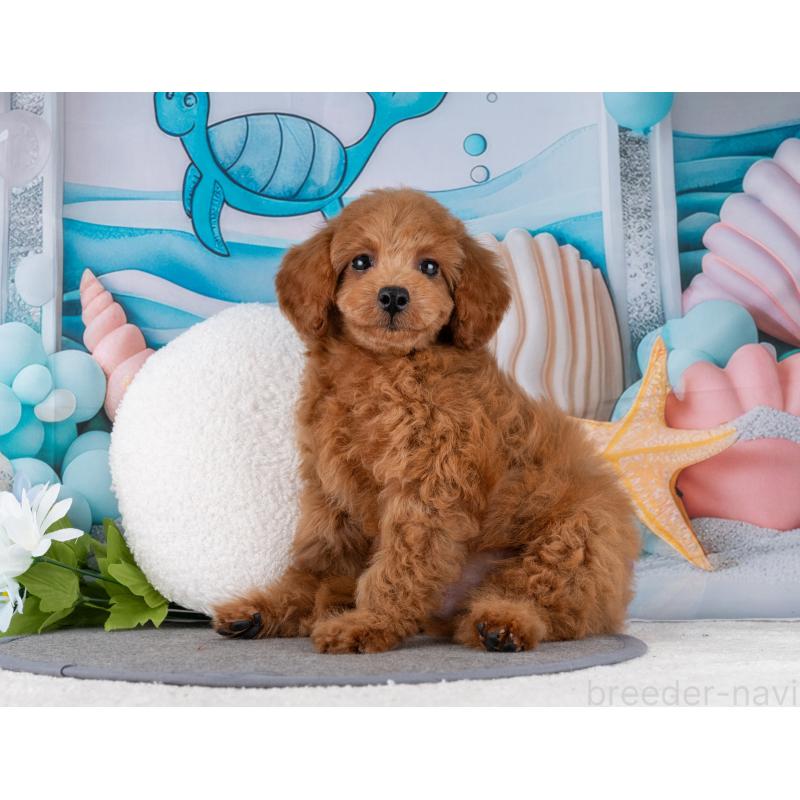 販売中の岐阜県のトイプードル-456015の4枚目