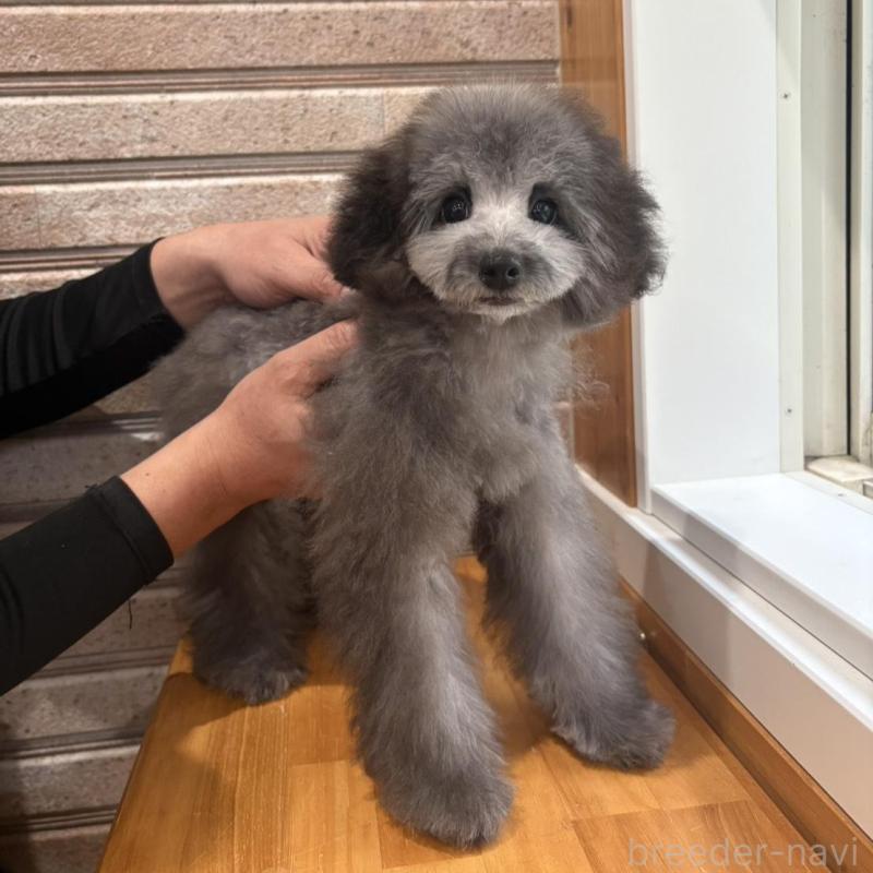 販売中の山形県のティーカッププードル-456017の4枚目