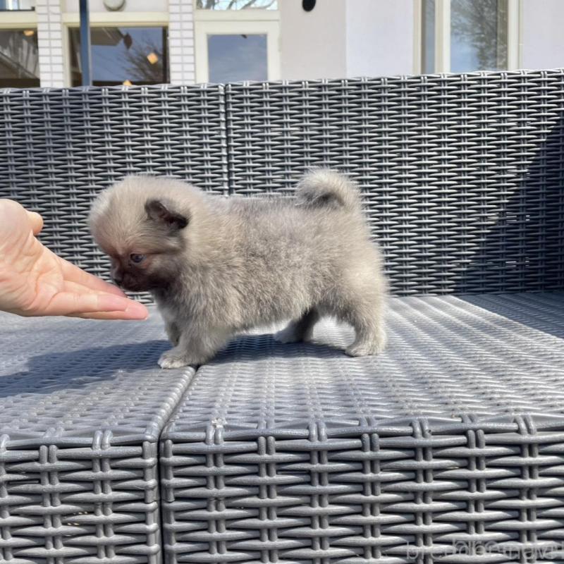 販売中の山梨県のミックス犬-456016の5枚目