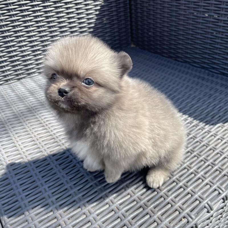 販売中の山梨県のミックス犬-456016の4枚目