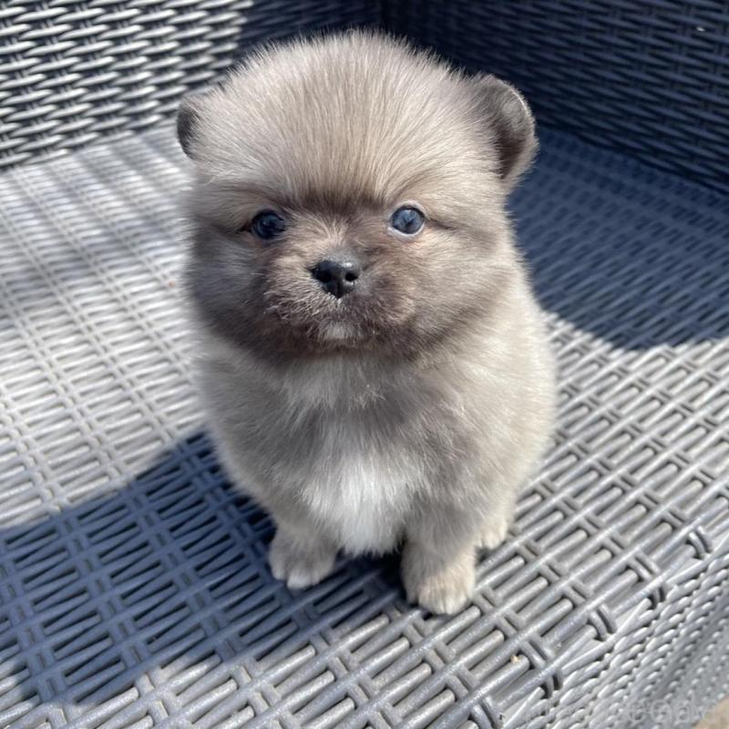 販売中の山梨県のミックス犬-456016の3枚目