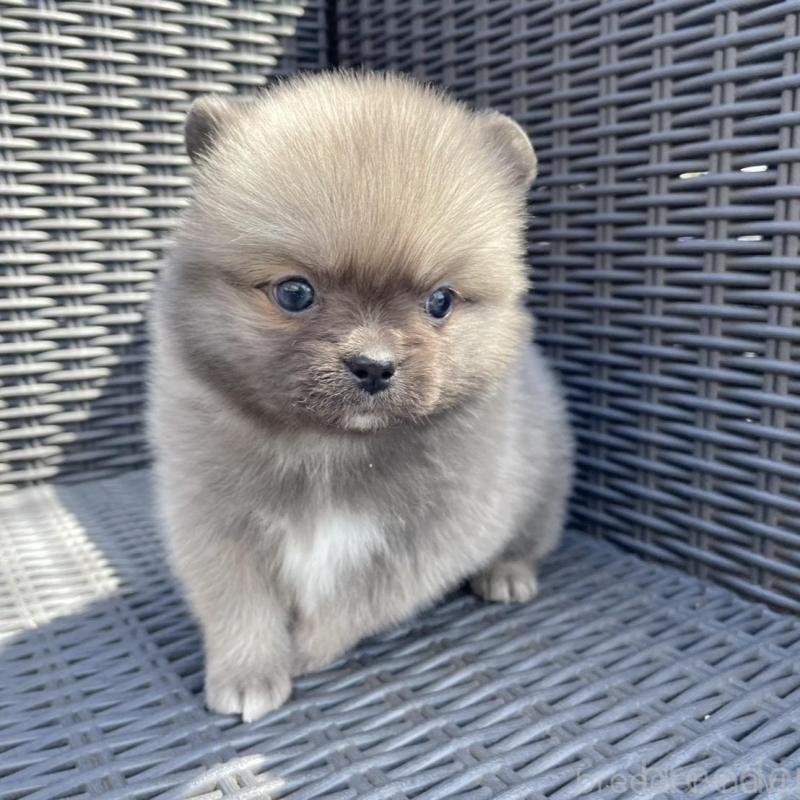 販売中の山梨県のミックス犬-456016の2枚目