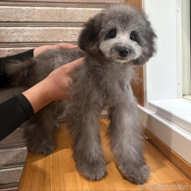 販売中の山形県のティーカッププードル-456017の3枚目