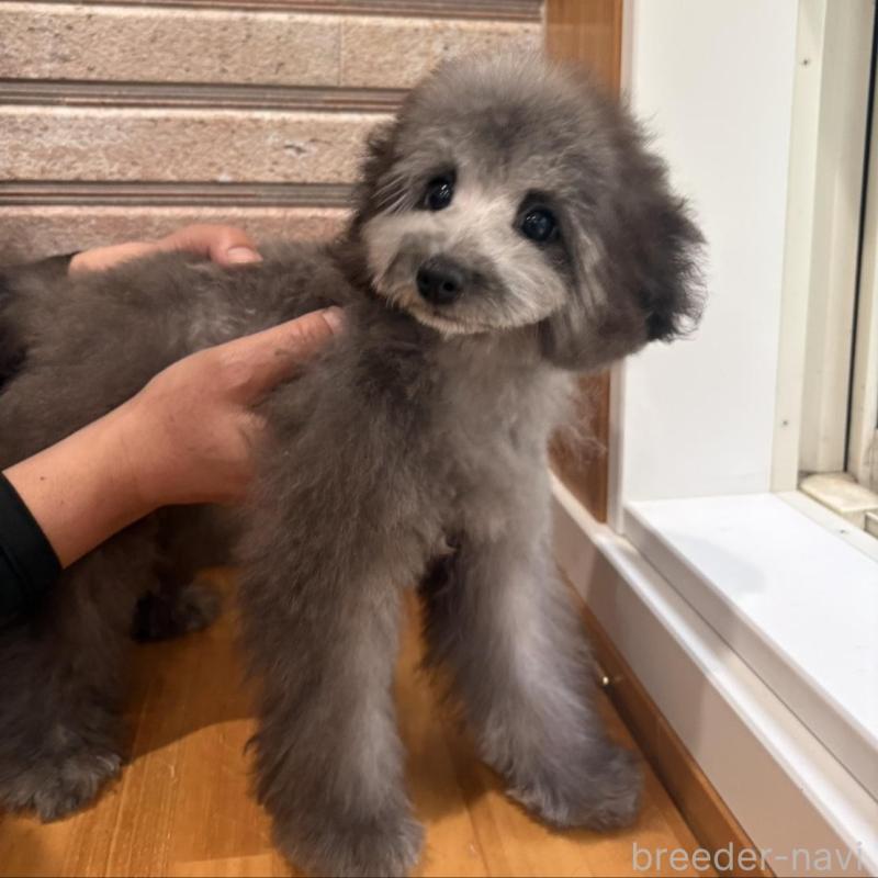 販売中の山形県のティーカッププードル-456017の2枚目