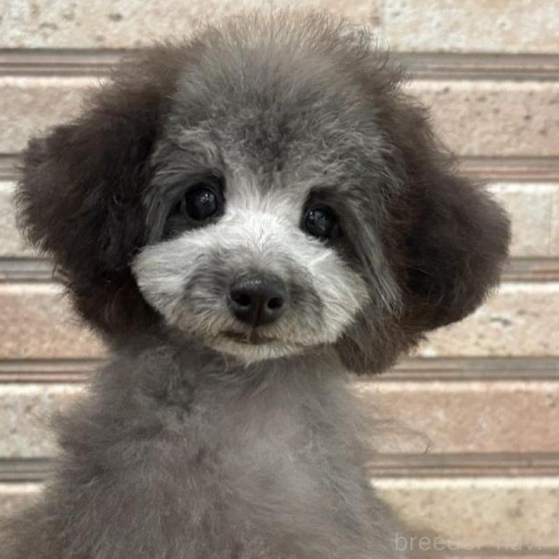 販売中の山形県のティーカッププードル-456017