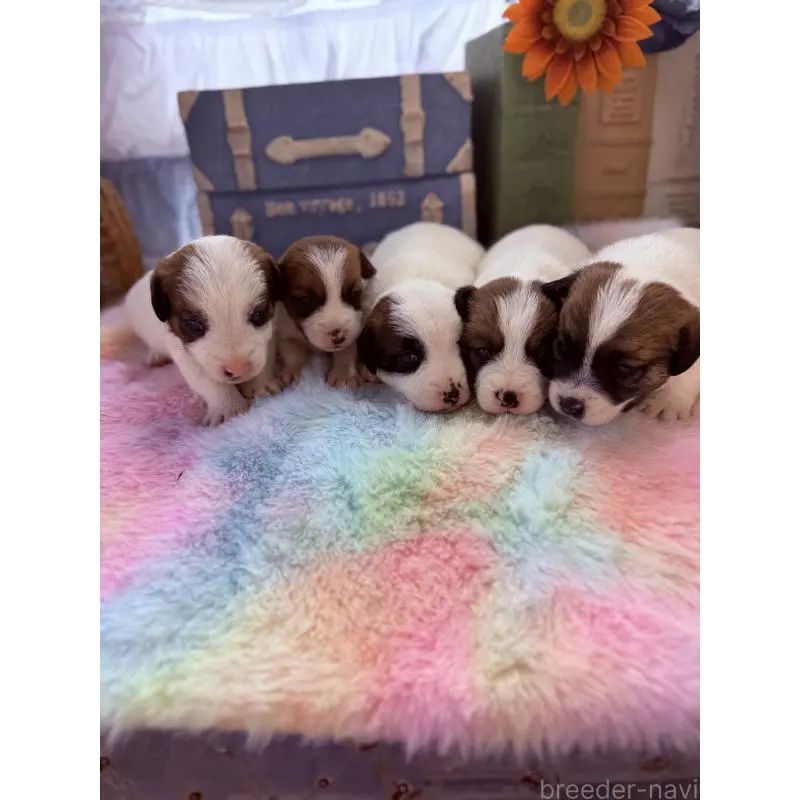 販売中の宮崎県のジャックラッセルテリア-456018の2枚目