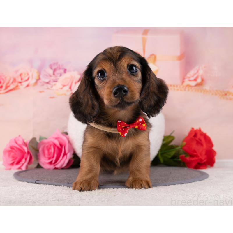 販売中の岐阜県のミニチュアダックスフンド(ロングヘアード)-456019の5枚目