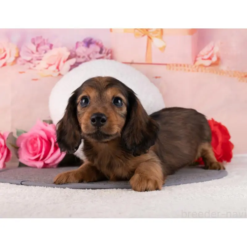 販売中の岐阜県のミニチュアダックスフンド(ロングヘアード)-456019の4枚目