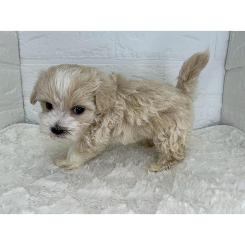 販売中の茨城県のマルプー:マルチーズ×トイプードル-456024の12枚目