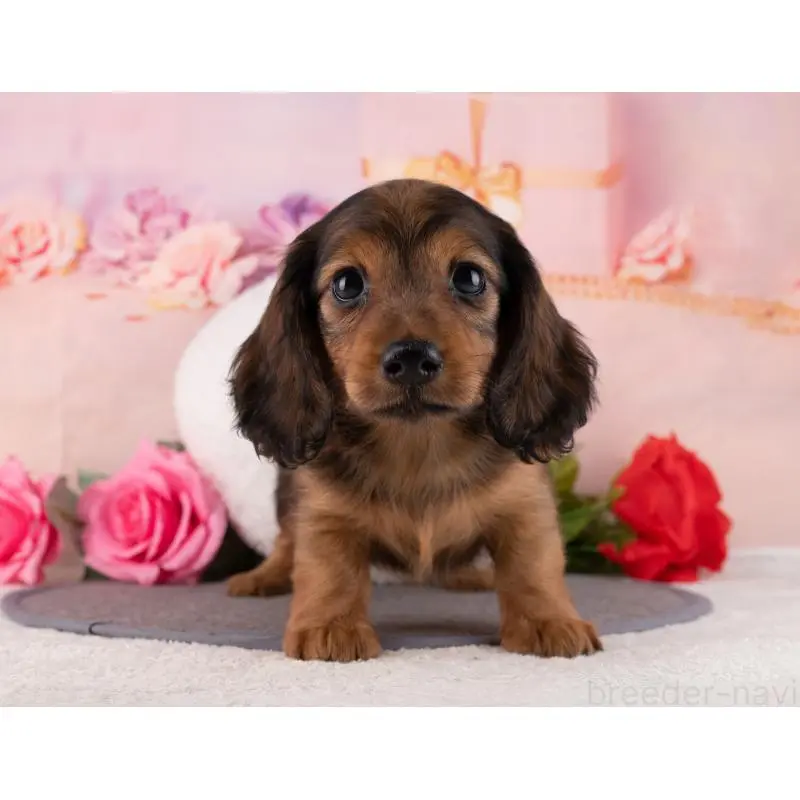 販売中の岐阜県のミニチュアダックスフンド(ロングヘアード)-456019の3枚目