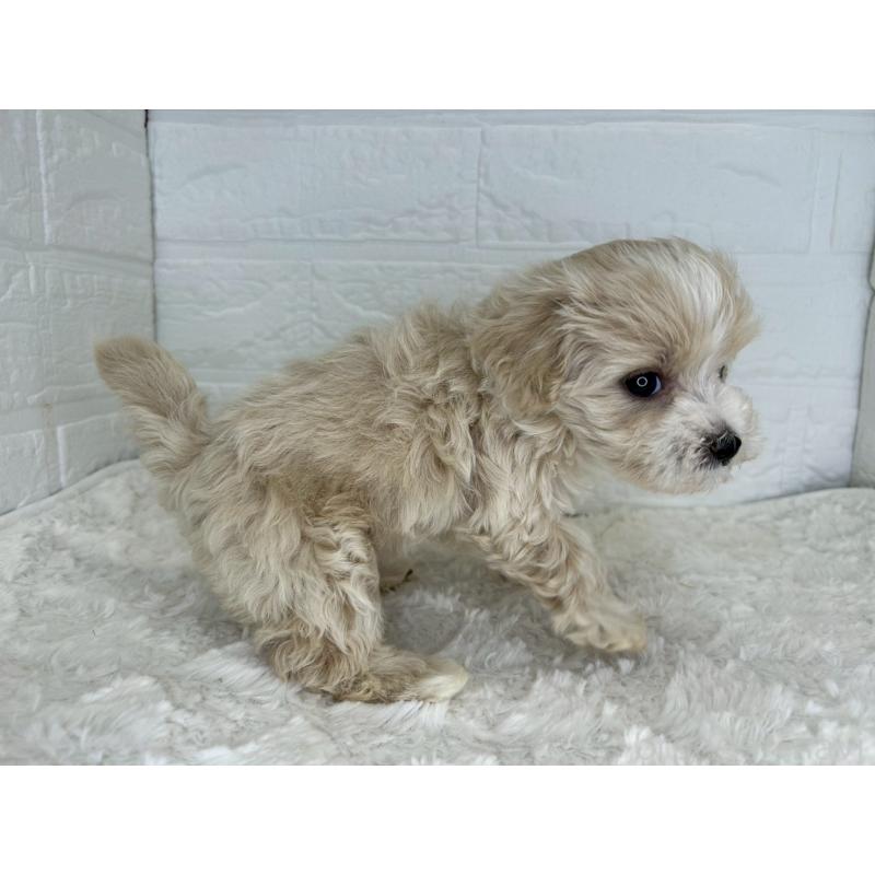 販売中の茨城県のマルプー:マルチーズ×トイプードル-456024の11枚目