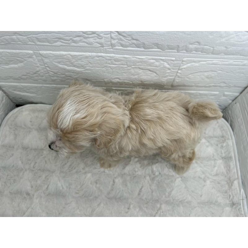 販売中の茨城県のマルプー:マルチーズ×トイプードル-456024の10枚目