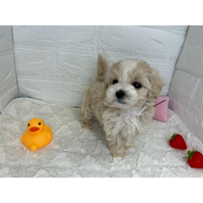 販売中の茨城県のマルプー:マルチーズ×トイプードル-456024の9枚目