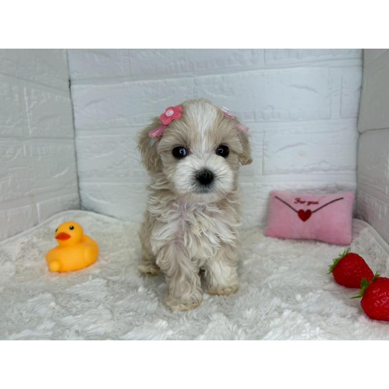 販売中の茨城県のマルプー:マルチーズ×トイプードル-456024の8枚目