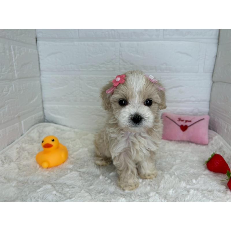 販売中の茨城県のマルプー:マルチーズ×トイプードル-456024の7枚目