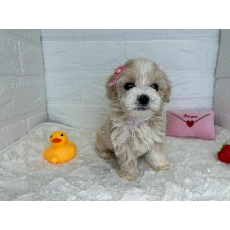 販売中の茨城県のマルプー:マルチーズ×トイプードル-456024の6枚目