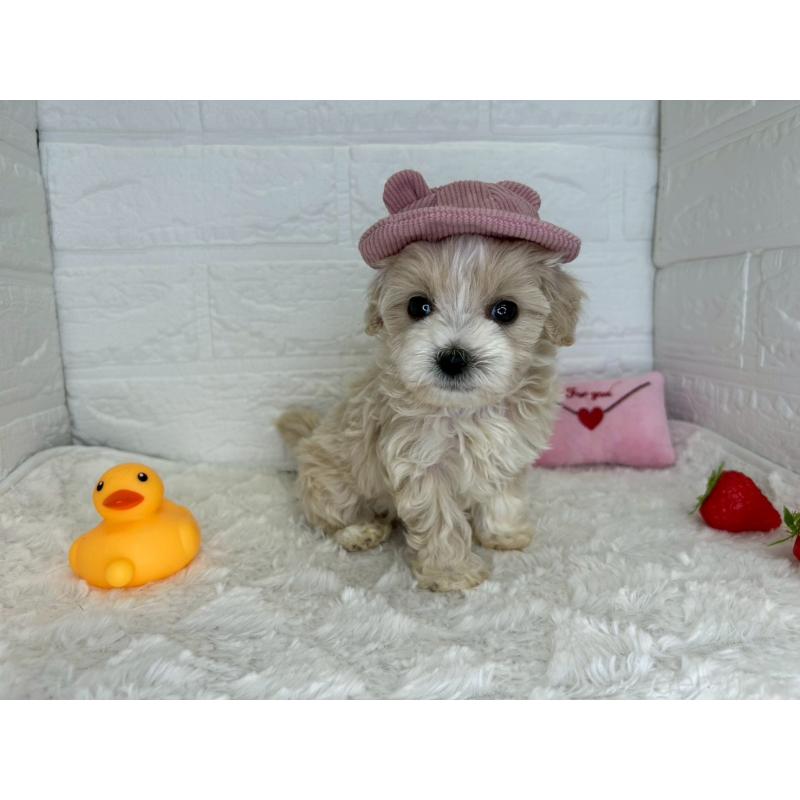 販売中の茨城県のマルプー:マルチーズ×トイプードル-456024の5枚目