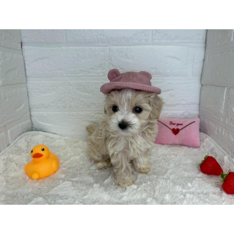 販売中の茨城県のマルプー:マルチーズ×トイプードル-456024の4枚目