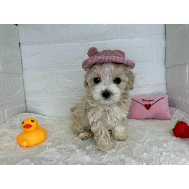 販売中の茨城県のマルプー:マルチーズ×トイプードル-456024の3枚目