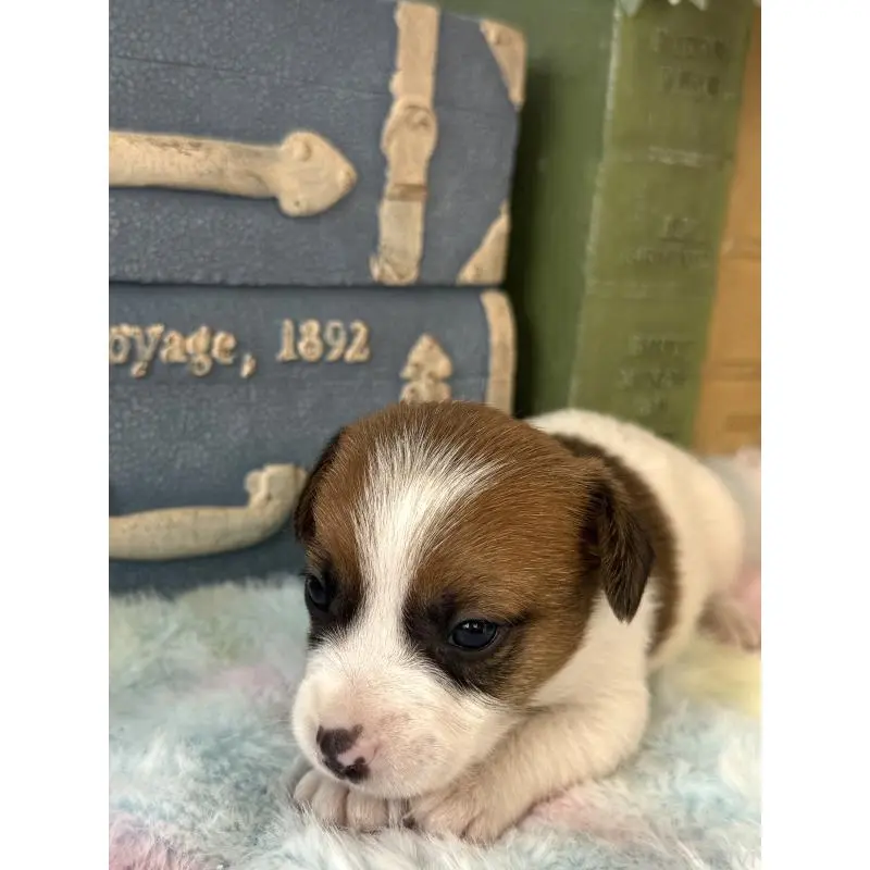 販売中の宮崎県のジャックラッセルテリア-456023の6枚目