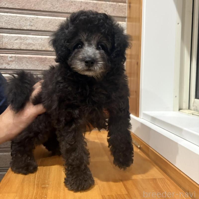 販売中の山形県のトイプードル-456020の6枚目