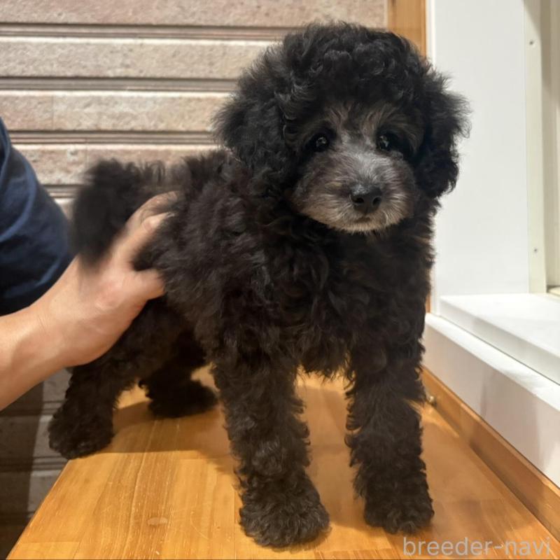 販売中の山形県のトイプードル-456020の5枚目