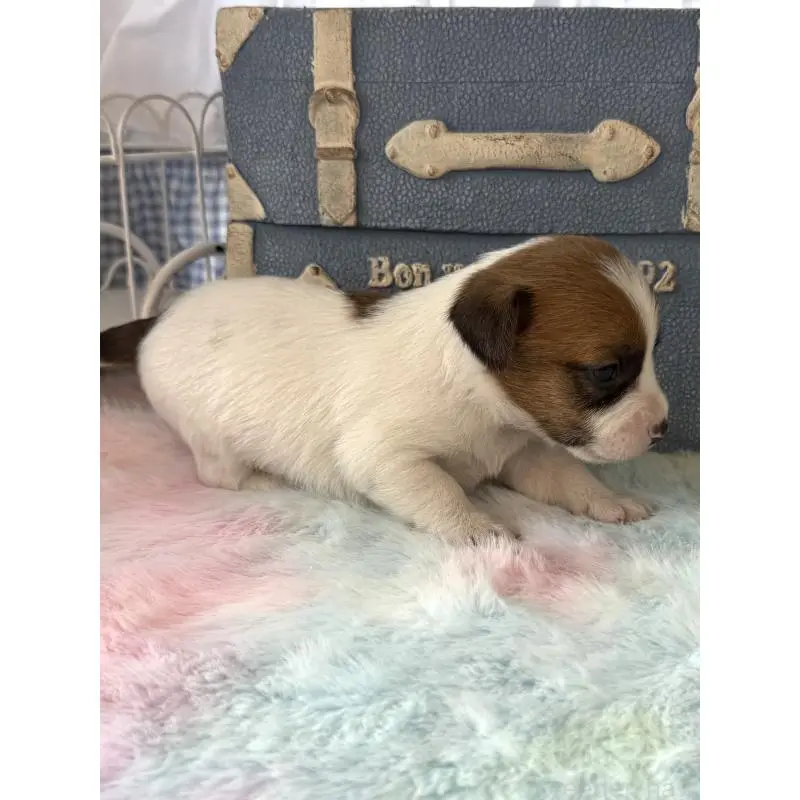 販売中の宮崎県のジャックラッセルテリア-456023の5枚目