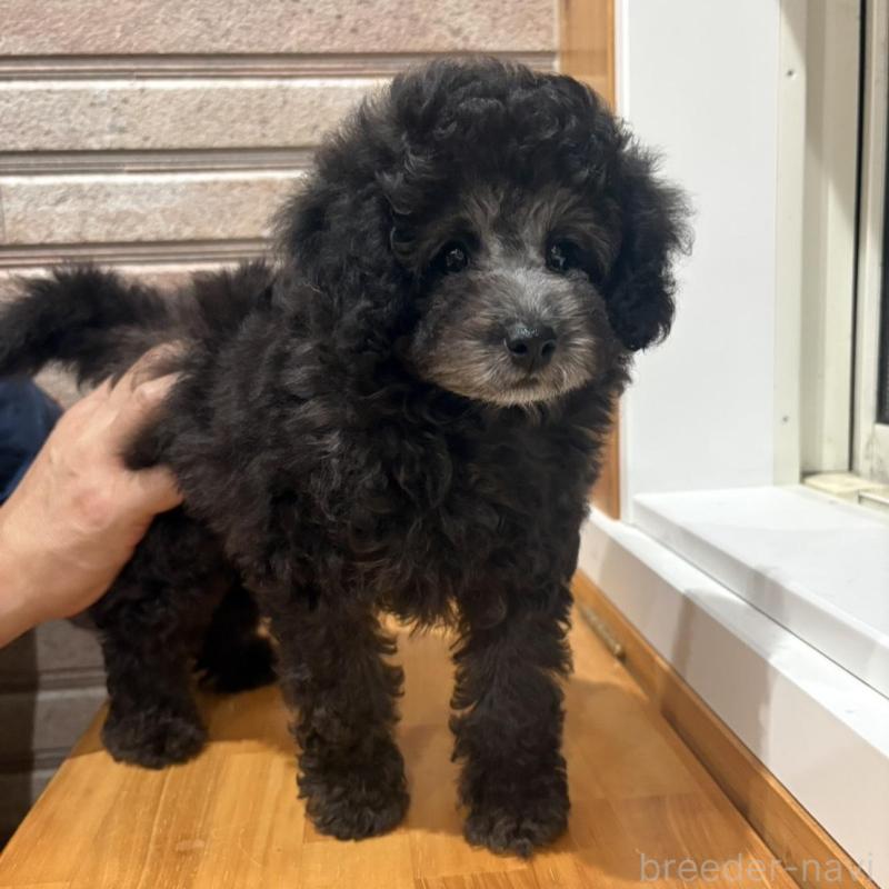 販売中の山形県のトイプードル-456020の4枚目