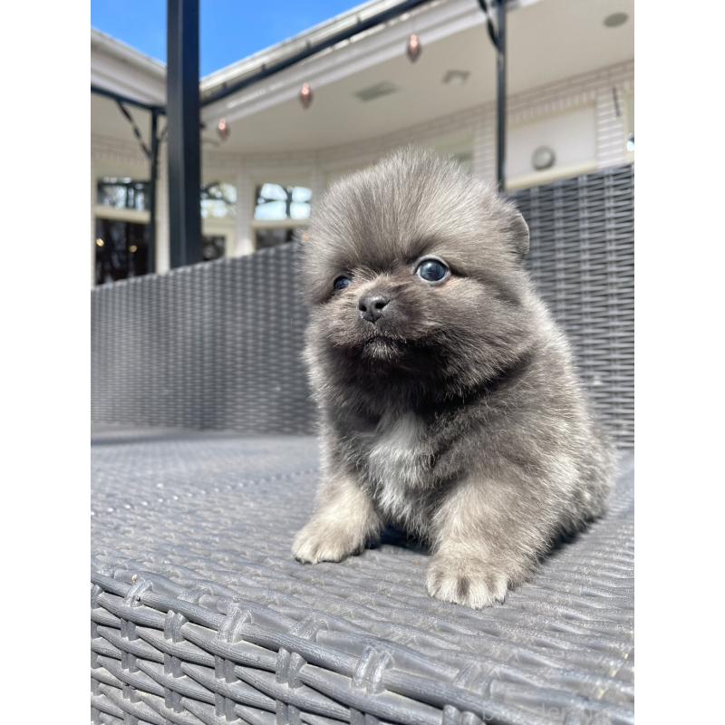 販売中の山梨県のミックス犬-456022の14枚目