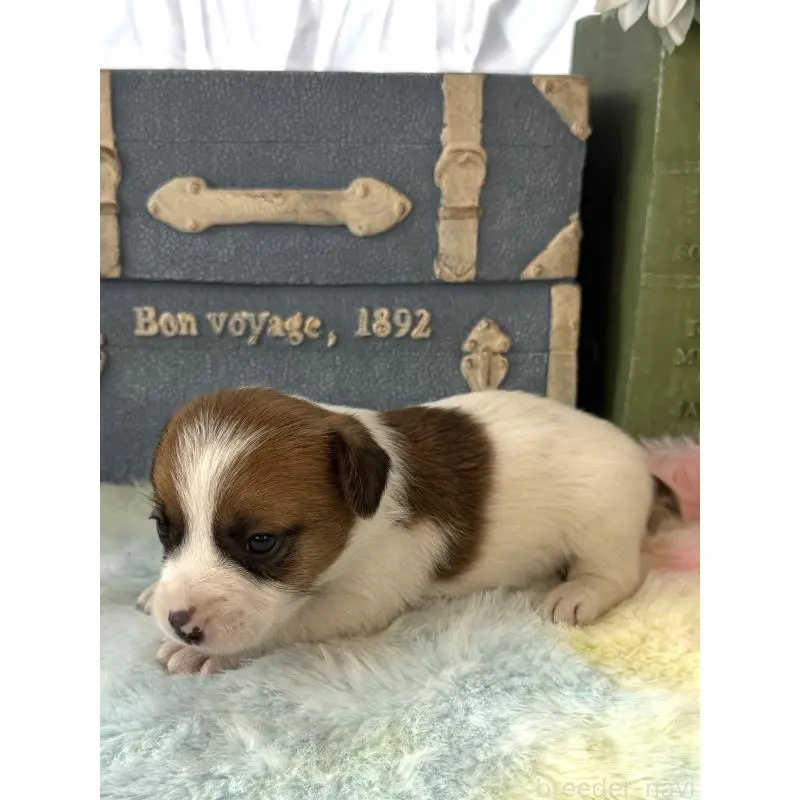 販売中の宮崎県のジャックラッセルテリア-456023の4枚目