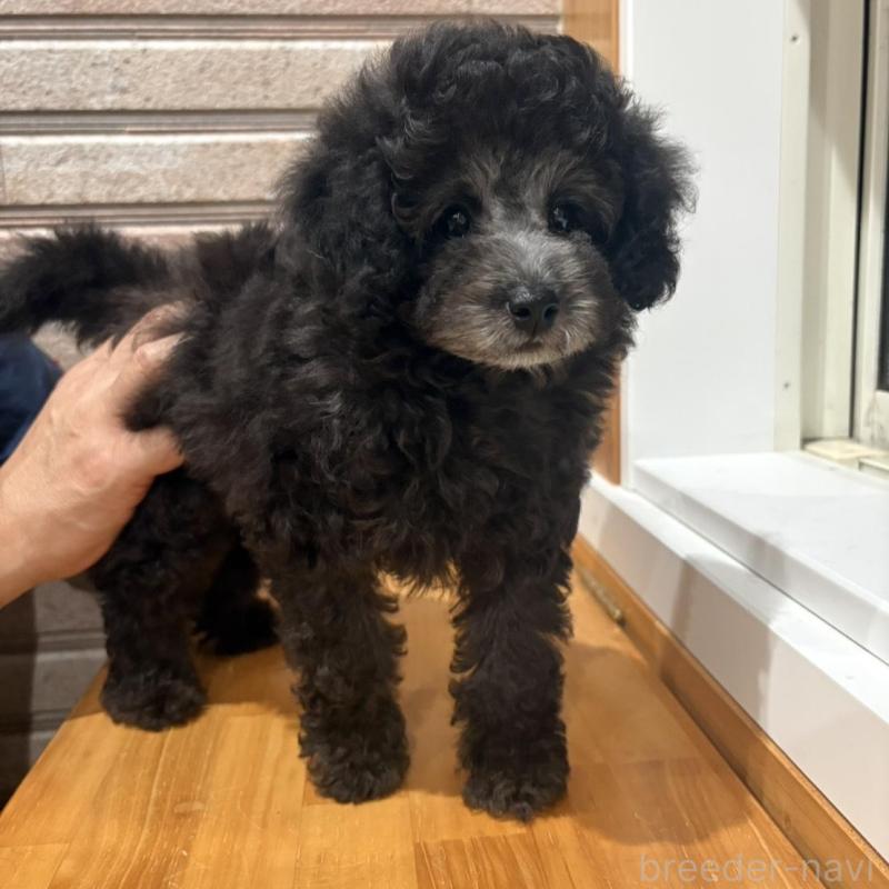 販売中の山形県のトイプードル-456020の3枚目