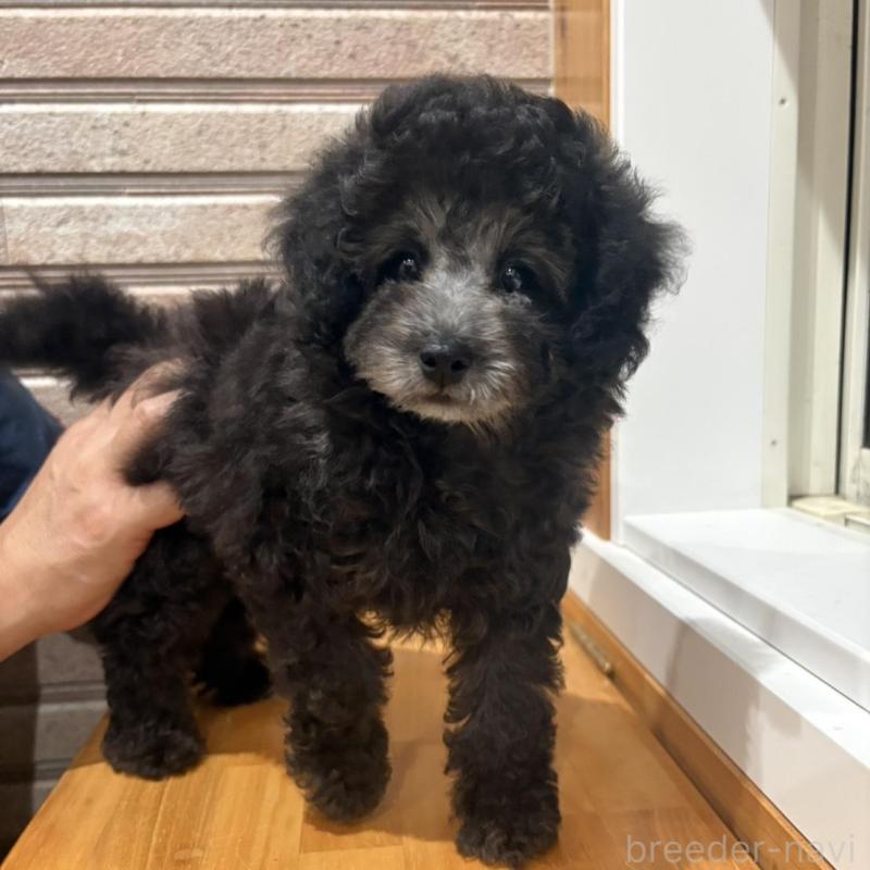 販売中の山形県のトイプードル-456020の2枚目