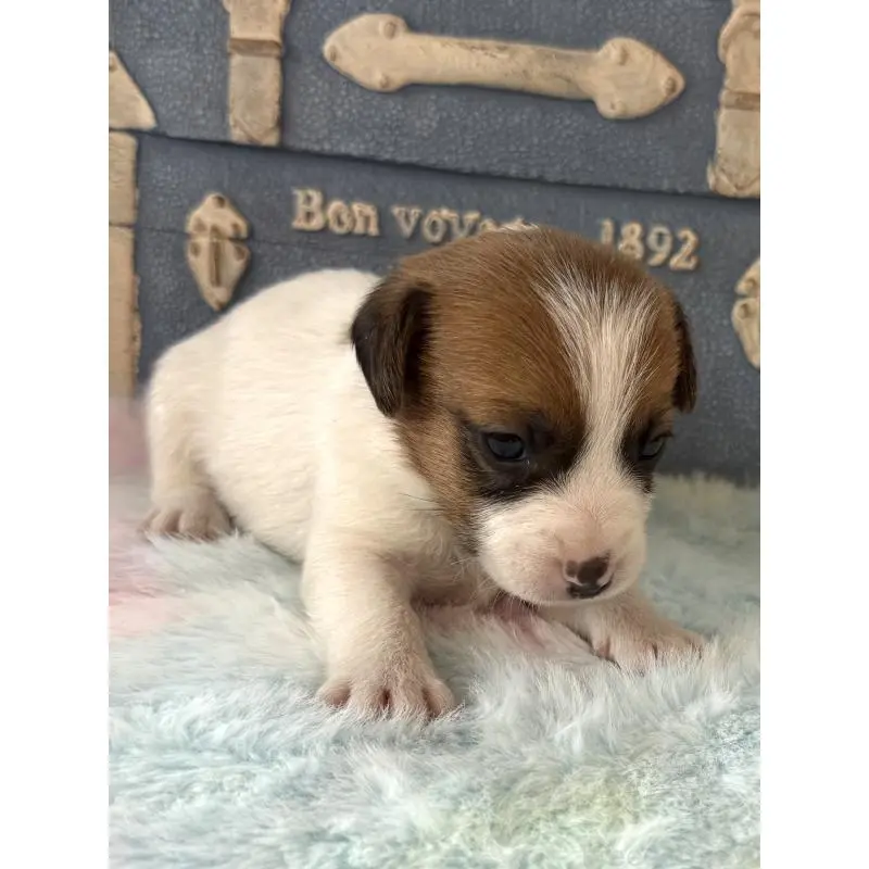 販売中の宮崎県のジャックラッセルテリア-456023の3枚目