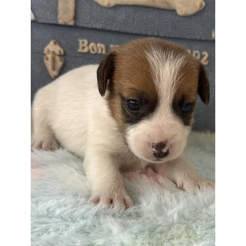 販売中の宮崎県のジャックラッセルテリア-456023の2枚目