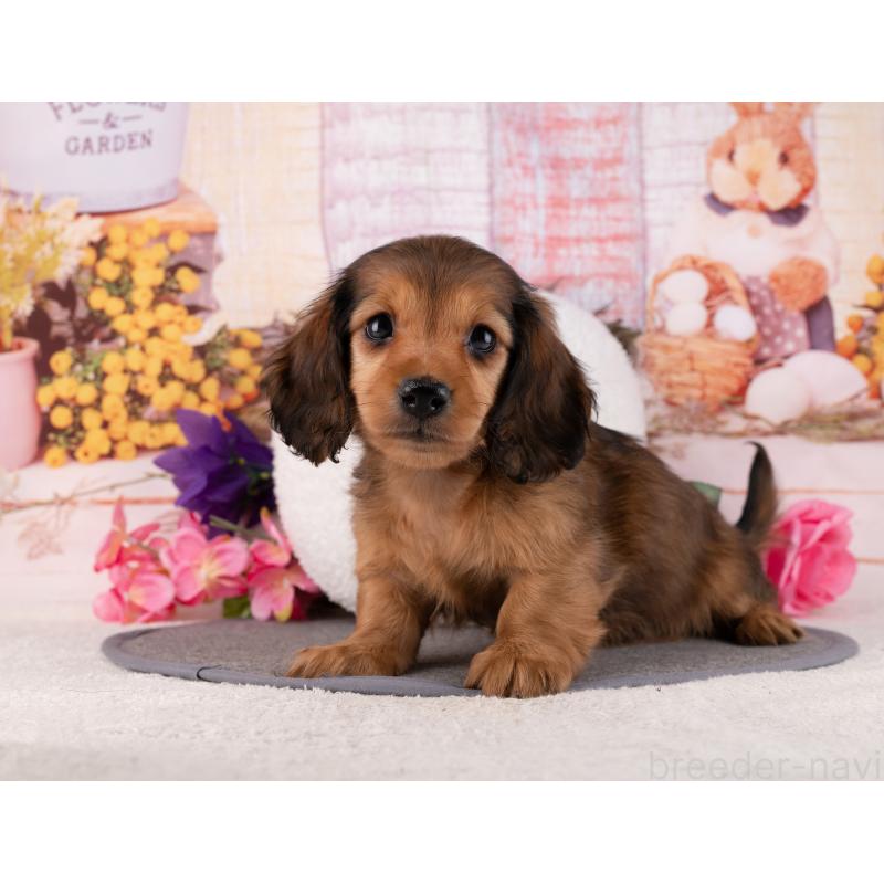 販売中の岐阜県のミニチュアダックスフンド(ロングヘアード)-456021の5枚目