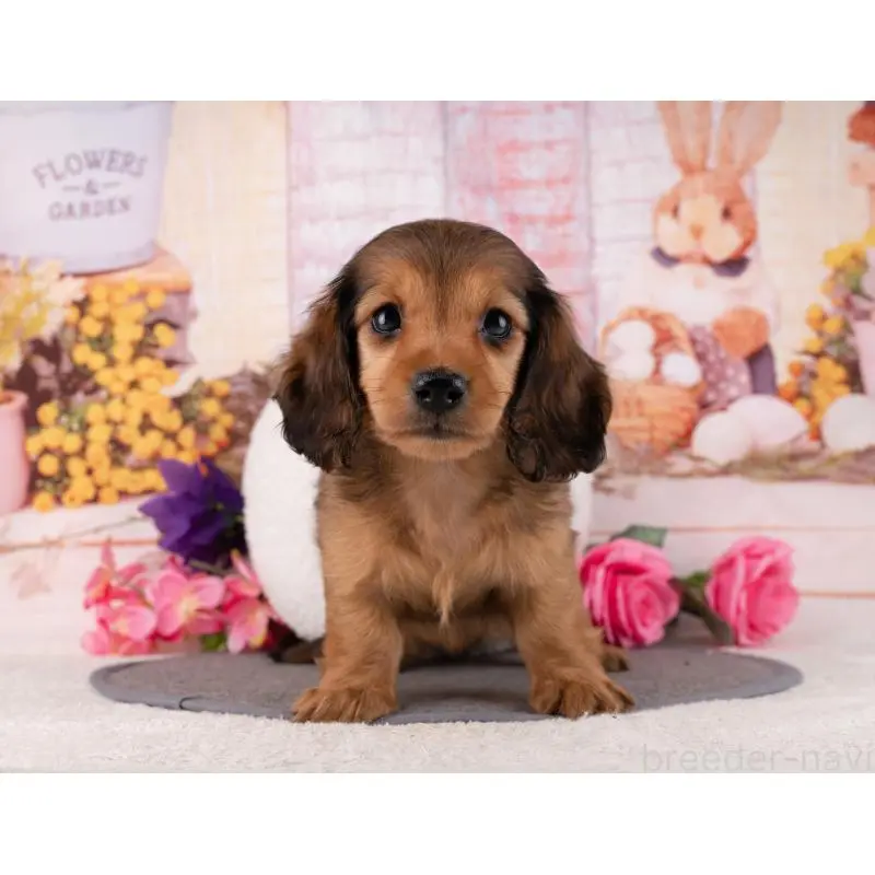 販売中の岐阜県のミニチュアダックスフンド(ロングヘアード)-456021の4枚目