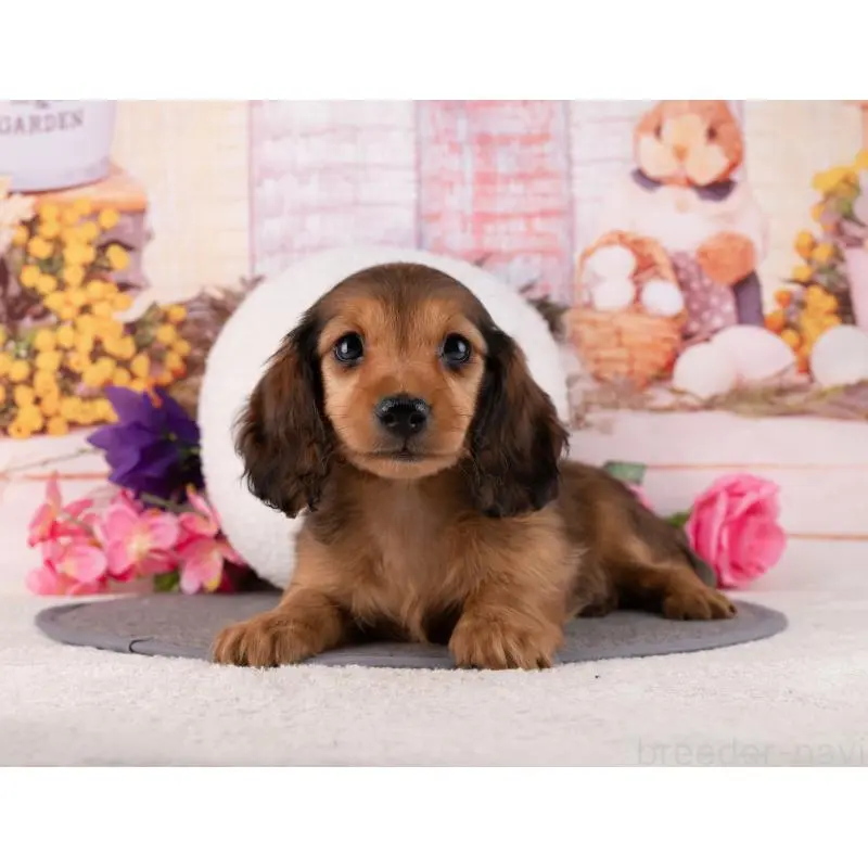 販売中の岐阜県のミニチュアダックスフンド(ロングヘアード)-456021の3枚目