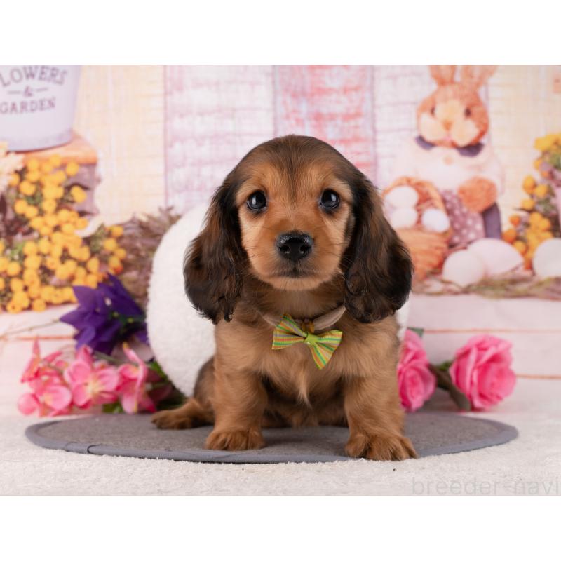 販売中の岐阜県のミニチュアダックスフンド(ロングヘアード)-456021の2枚目