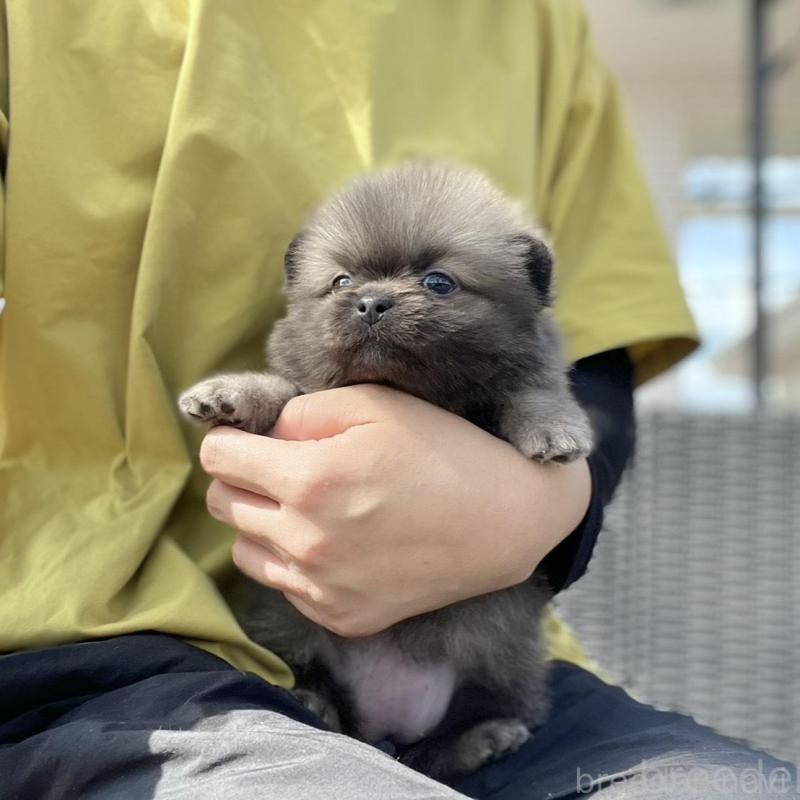 販売中の山梨県のミックス犬-456022の13枚目