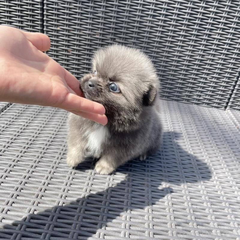 販売中の山梨県のミックス犬-456022の12枚目