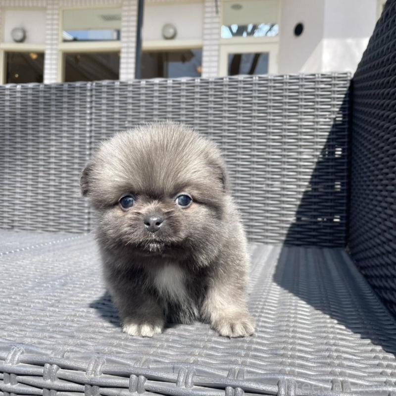 販売中の山梨県のミックス犬-456022の11枚目