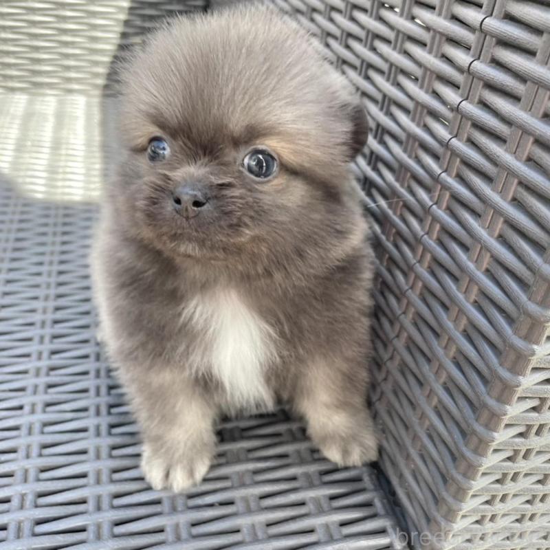 販売中の山梨県のミックス犬-456022の10枚目