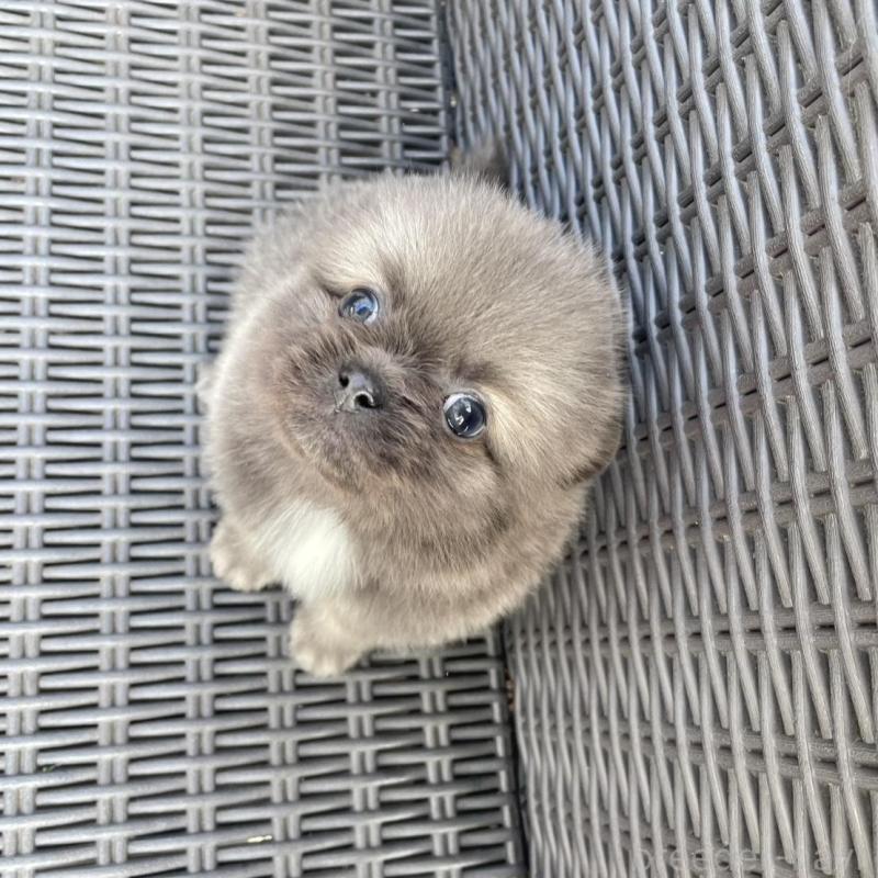 販売中の山梨県のミックス犬-456022の9枚目