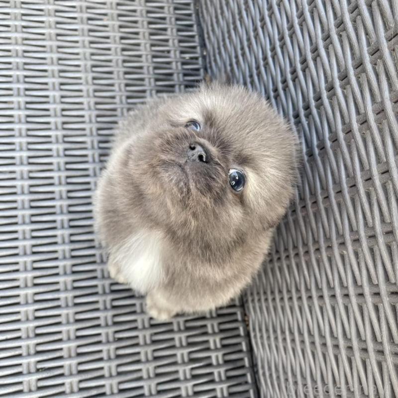 販売中の山梨県のミックス犬-456022の8枚目